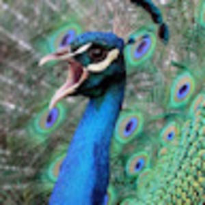 Meet your Posher, Myles